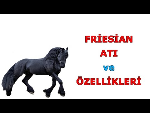 Friesian Atı ve Özellikleri