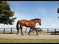 Behind the scenes with Dubawi, New Approach and Golden Horn at Dalham Hall Stud