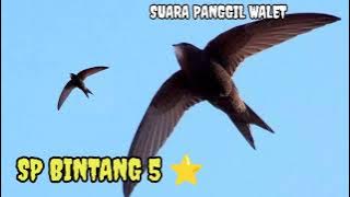 suara panggil walet ‼️ SP BINTANG 5 ⭐ suara bening dan bersih mantap bro wkwkwk yahuuuu