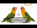 African love birds singing LoveBird sound