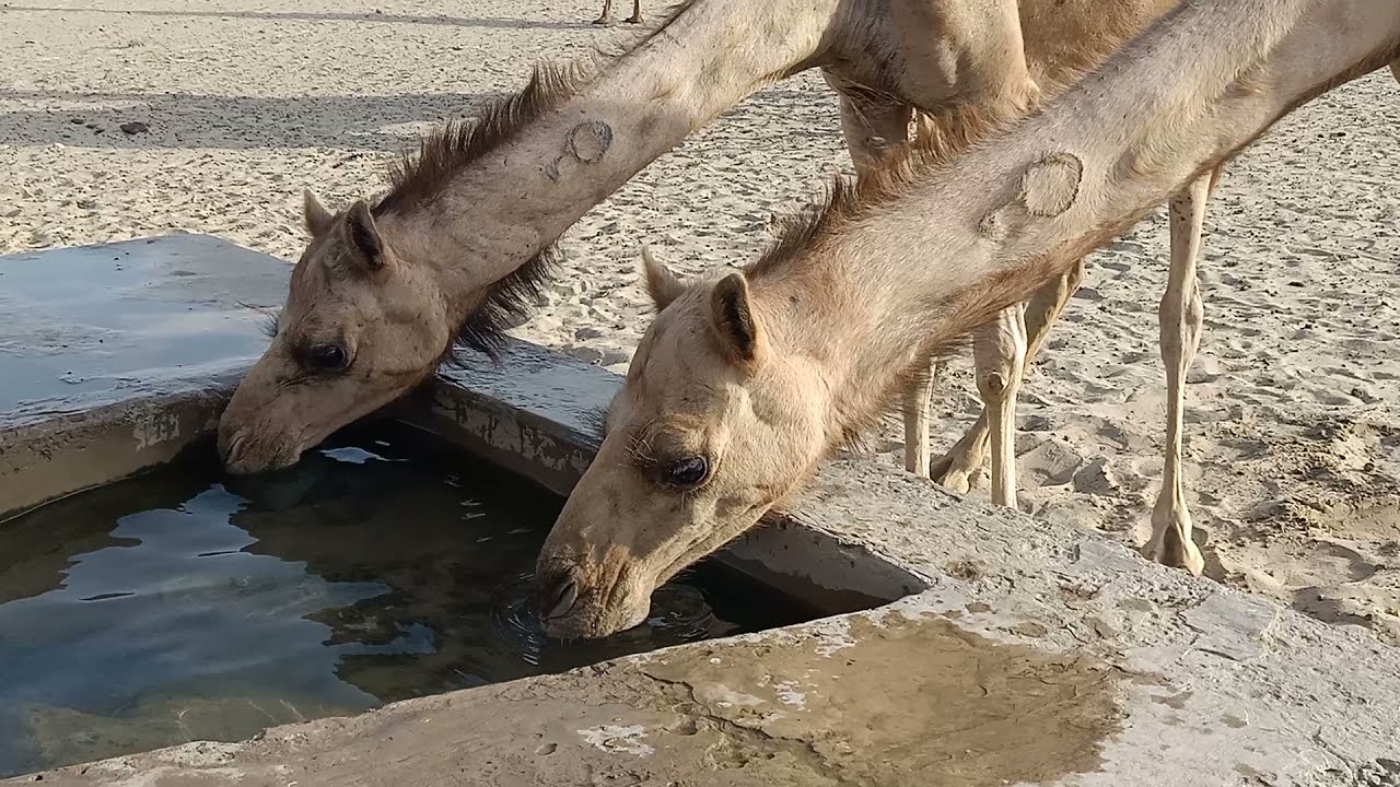 Camel drinking water | Camel drinking water at well | Camel watering in hot tharparkar