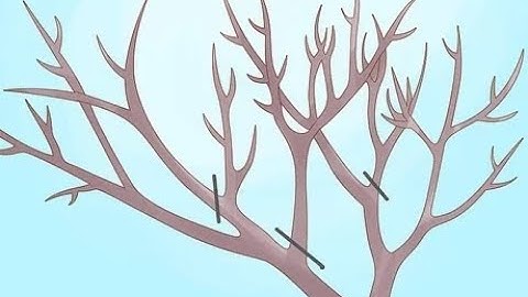 Apricot pruning - A guide on how to (3:24)