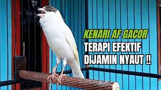 Kicau Kenari Gacor Paling Dicari Dijamin Nyaut ! Pancingan Masteran Kenari Terbaik!
