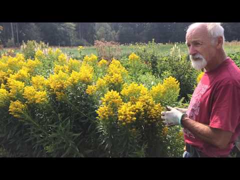 วีดีโอ: โกลเด้นร็อดของแคนาดาหรือ Canadian Solidago