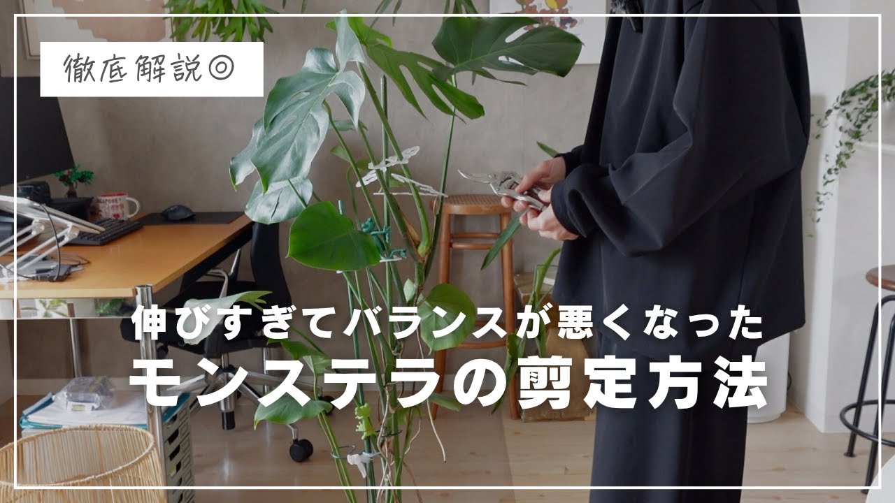 【初心者向けに解説】伸びすぎたモンステラの正しい剪定方法