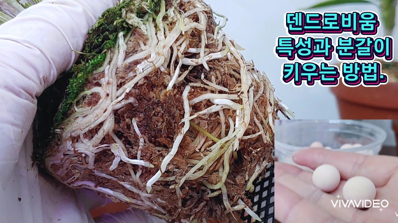 덴드로비움 특성과 분갈이 하는 방법 & 게르마늄 식물 건강 보조제