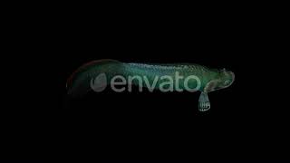 Arapaima Fish Top View | Motion Graphics - Envato elements