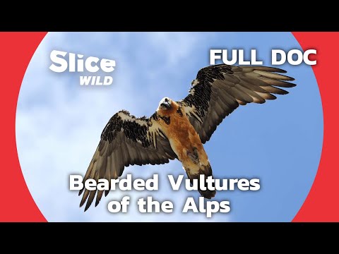 Video: Snow vulture - scavenger of high mountains