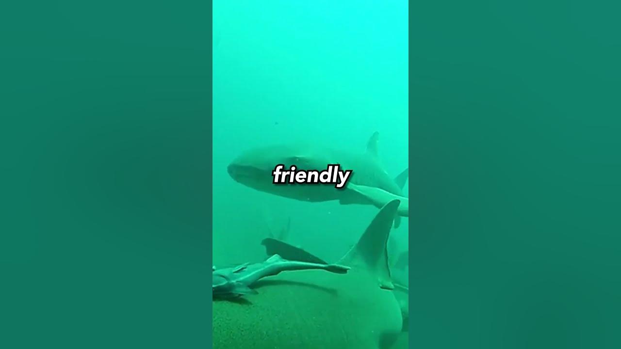 The Shark Attack that Happened... in Missouri?! - YouTube