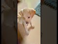 Sbse masoom 😂 #comedy #petsrule #funny #petlover #youtube #ytshorts #funnyanimal #trending #shorts