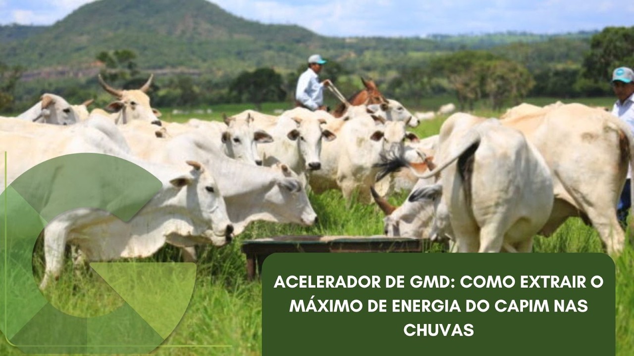 ACELERADOR DE GMD: COMO EXTRAIR O MÁXIMO DE ENERGIA DO CAPIM NAS CHUVAS