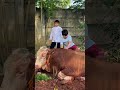 Waduh sapi limosin mau di naikin kaka indut begini jadinya 😅