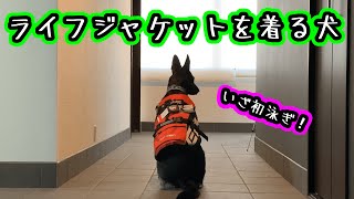 【ジャーマンシェパード】ライフジャケットを着る犬・前編【German Shepherd Dog】A dog swimming with her floating jacket 1/2