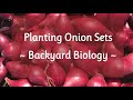 Planting Onion Sets   Backyard Biology