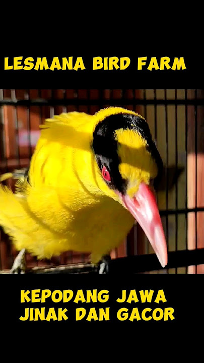 burung kepodang jawa jinak dan gacor