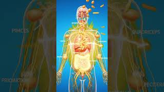 Potato Digestion Explained 🥔 | What Happens Inside Your Body After Eating Potatoes? #facts