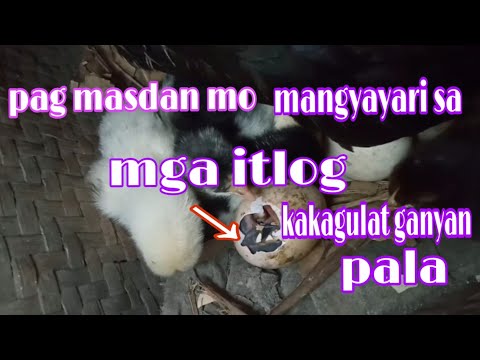 Video: Paano Maghanda Ng Isang Hen Upang Mapisa Ang Mga Itlog