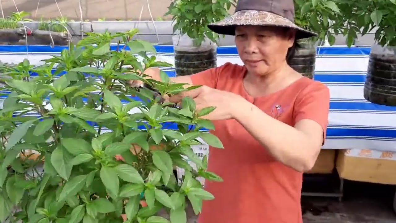 Chia sẻ cách cắt rau Quế , bón phân , cây ra nhiều nhánh , lá to  | Khoa Hien  328