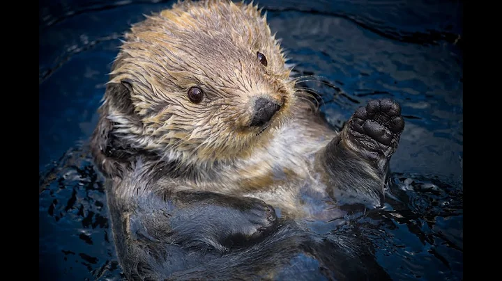 Remembering Gidget The Sea Otter