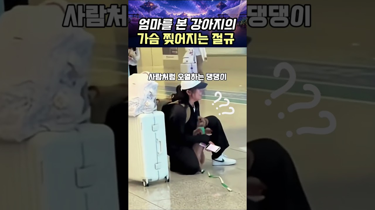 엄마를 본 강아지의 가슴 찢어지는 절규 #강아지 #반려견