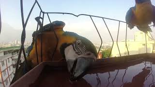 Familia Guacamayos azules y amarillos: Un espectáculo de colores en el bebedero... Aves en mi balcón