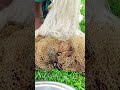 TRADITIONAL VILLAGE GRANDPA NET FISHING  #ytshorts #shorts