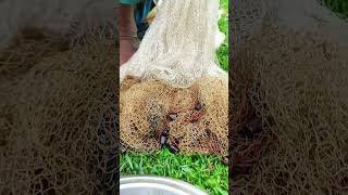TRADITIONAL VILLAGE GRANDPA NET FISHING  #ytshorts #shorts