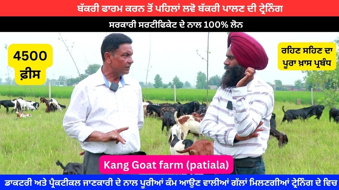 ਬੱਕਰੀਆਂ ਦੀ ਟਰੇਨਿੰਗ , ਸਰਕਾਰੀ ਸਰਟੀਫਿਕੇਟ ਤੇ ਲੋਨ ll kang goat farm ll @ILTILANATV #goattraning