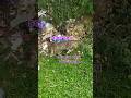 KUCING SEDIH DI BUANG MAJIKAN | PART 1 #kucingsedih #shorts