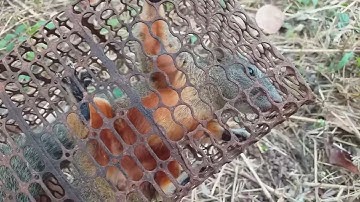 Bẫy Sóc Bông Trên Cây, Bán Sóc 3 - Tuấn anh Bẫy Sóc.