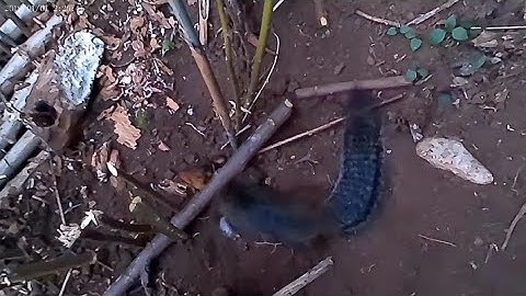 (TẬP 15). Chia Sẻ Cách Bẫy Sóc Đất. Ăn Mồi Sắn. Đơn Giản Rất Ré Làm