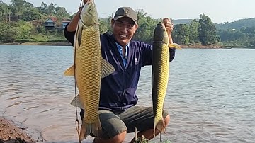 Cá cuốn ổ - Câu lăng xê cá trắm hồ tự nhiên hoang dã 9-4-2025