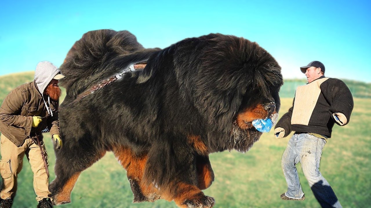 Tibetan Mastiff powerful dog  - Most Powerful Dogs in the World