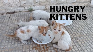 The mother cat gave up eating for her hungry kittens