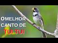 O MELHOR CANTO DE COLEIRO TUI TUI ZEL ZEL POR 10 HORAS