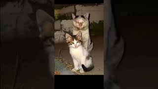 Cute Cat And Scary