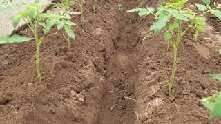 картинка: тарзи пору ва дору додани помидор 🍅🍅