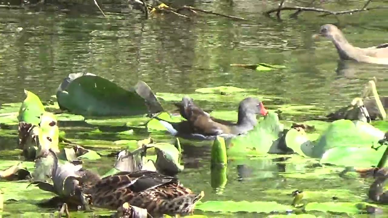 Magnificent Moorhens #moorhen #moorhens #gallinulachloropus #waterbirds #wildanimals #nature