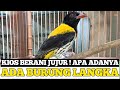 RADA2 !! CUMA KIOS KECIL INI YANG BERANI JUAL JUJUR DAN ADA BURUNG LANGKA !