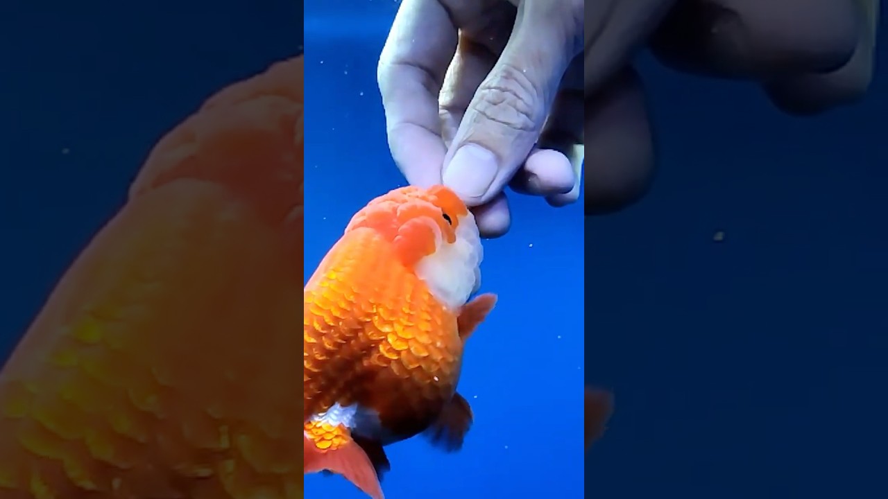 Эта рыба выиграла турнир Fortnite на 2 000 000 долларов.