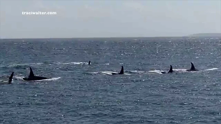 EPIC Killer Whale encounter at Lime Kiln State Par...