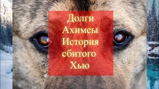 Долги Ахимсы. Отравление собак. Видео-история сбитого Хью (2-е видео о Хью). Запись декабрь 2023