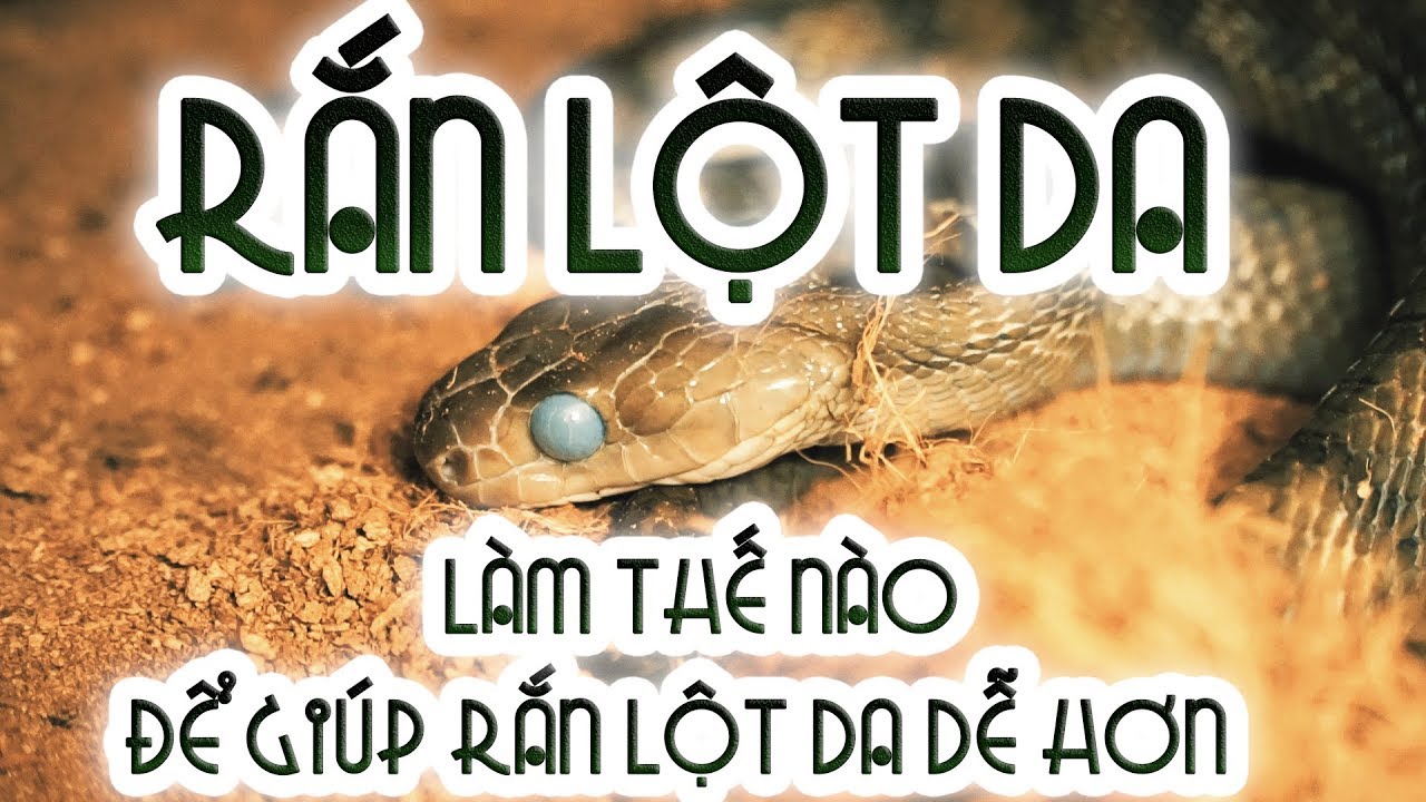 petco hours Rắn lột da - Cách chăm sóc rắn khi lột da - Làm gì để giúp nó lột da???