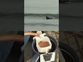 Coffee&Surf☕️波は小さくとも海はなぜにこんなに気持ちが良いのか?😘