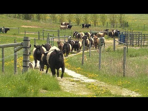 Video: Hvor meget koster en galoway-ko med bælte?