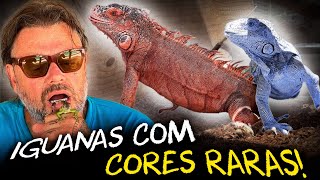 NOVIDADES: IGUANAS AZUIS E VERMELHAS SENDO CRIADAS NO BRASIL!