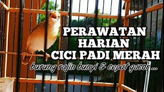 PERAWATAN HARIAN BURUNG CICI PADI MERAH AGAR CEPAT GACOR | SALOME GACOR | CICI MERAH GACOR