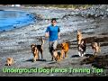 Underground Dog Fence Training Tips Underground Dog Fence Training Tips