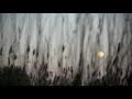 Full moon in reed field with native flute