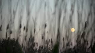 Full moon in reed field with native flute